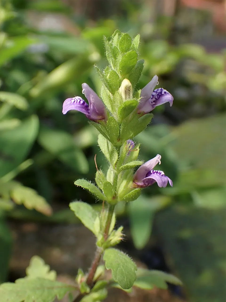 Hygrophila pinnatifida in the Botanischer Garten Halle