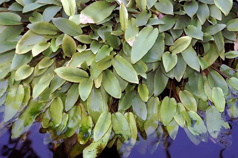 Location taken: the New York Botanical Garden. Names: Cryptocoryne beckettii Thuill. ex Trim., Water Trumpet, Watertrumpet, Криптокорина Беккетт Classification: Plantae > Magnoliophyta > Liliops