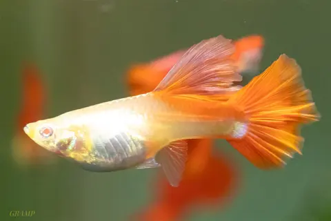 Guppy jantan albino berekor oranye di akuarium