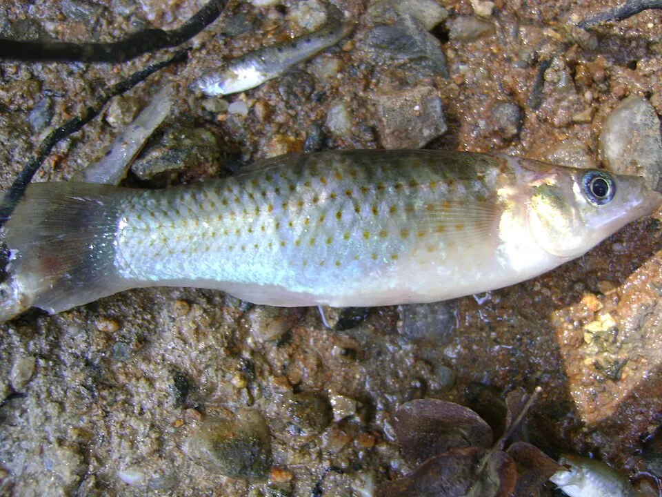 Cá molly, Poecilia sphenops