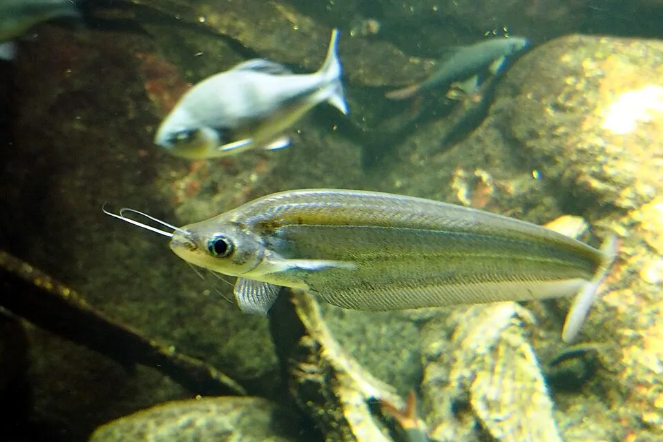 Cá trê thủy tinh xanh, Kryptopterus cryptopterus