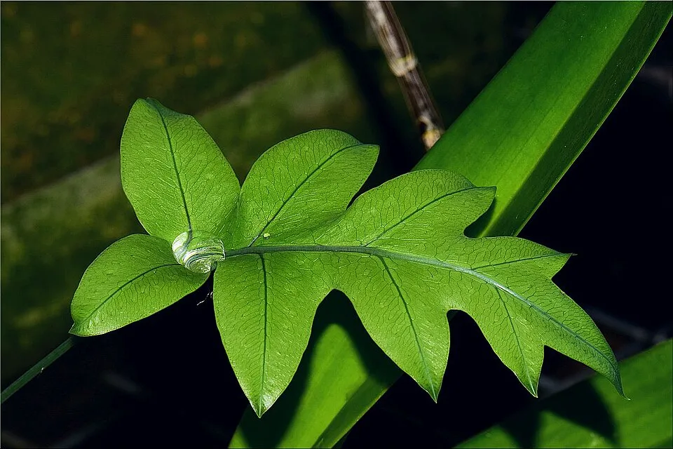 Dương xỉ Microsorum, Microsorum sp.