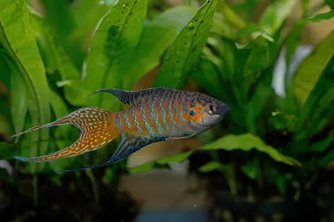 Ikan Paradise jantan bertubuh garis biru oranye di akuarium tanaman air