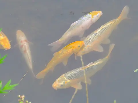 ฝูงปลาคาร์ปสีเหลืองอ่อนว่ายในบ่อน้ำขุ่น