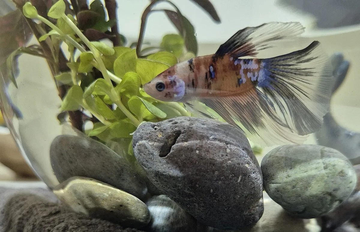 ปลากัดคอย (Koi betta)