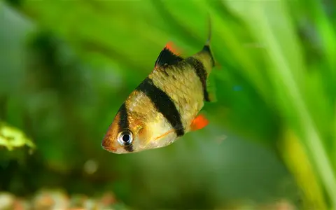 Cá tứ vân màu vàng bơi trước lá thủy sinh xanh
