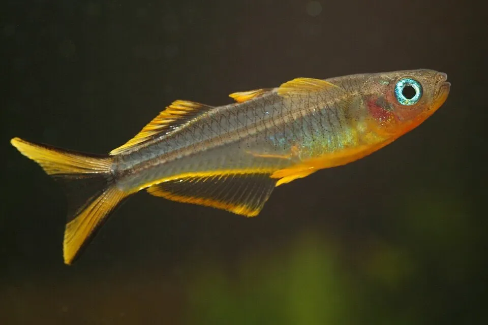 Cá cầu vồng đuôi chẻ, Pseudomugil furcatus