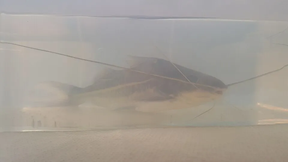 A 25cm-long pictus catfish!