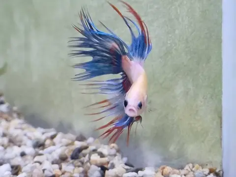Cupang crowntail jantan biru merah di akuarium berkerikil