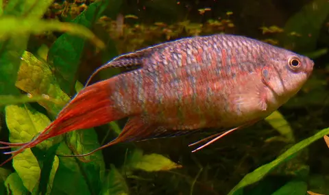 Ikan Paradise jantan berekor merah, tubuh bergaris merah biru di dalam akuarium