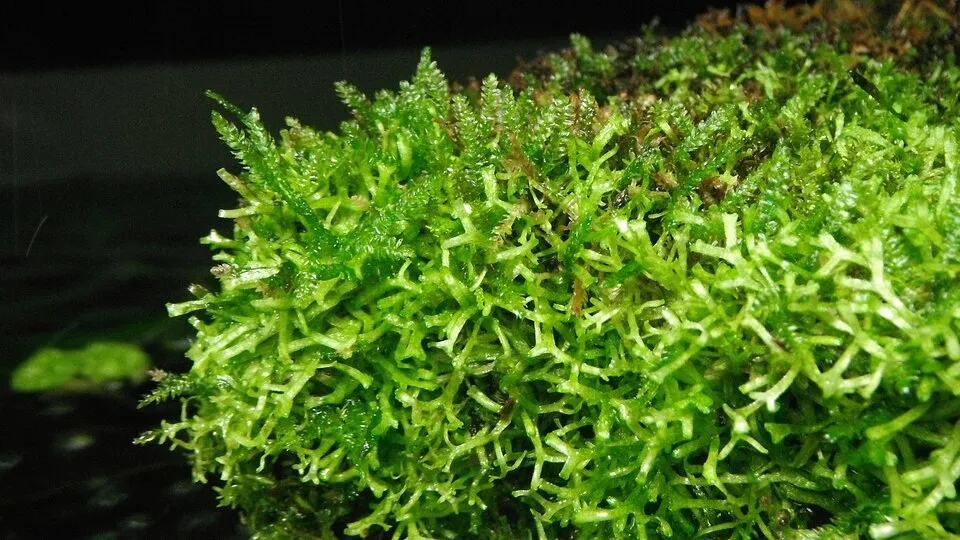 Rêu Christmas, Vesicularia montagnei