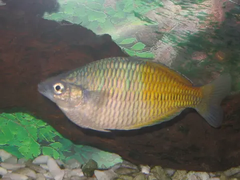 ปลาเรนโบว์โบสมานี
