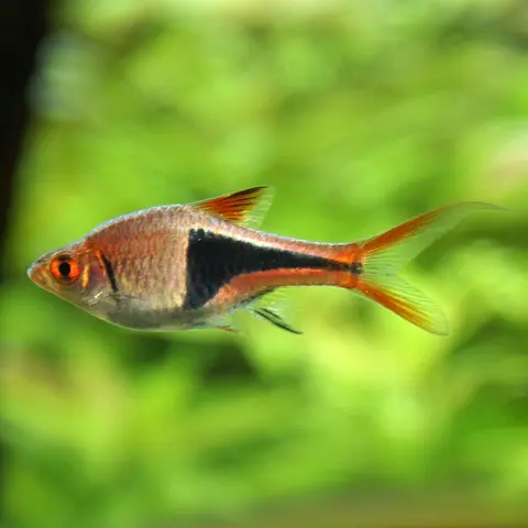 Rasbora Harlequin dewasa berenang di antara tanaman air hijau