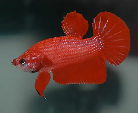 Cupang jantan merah cerah berekor bulat