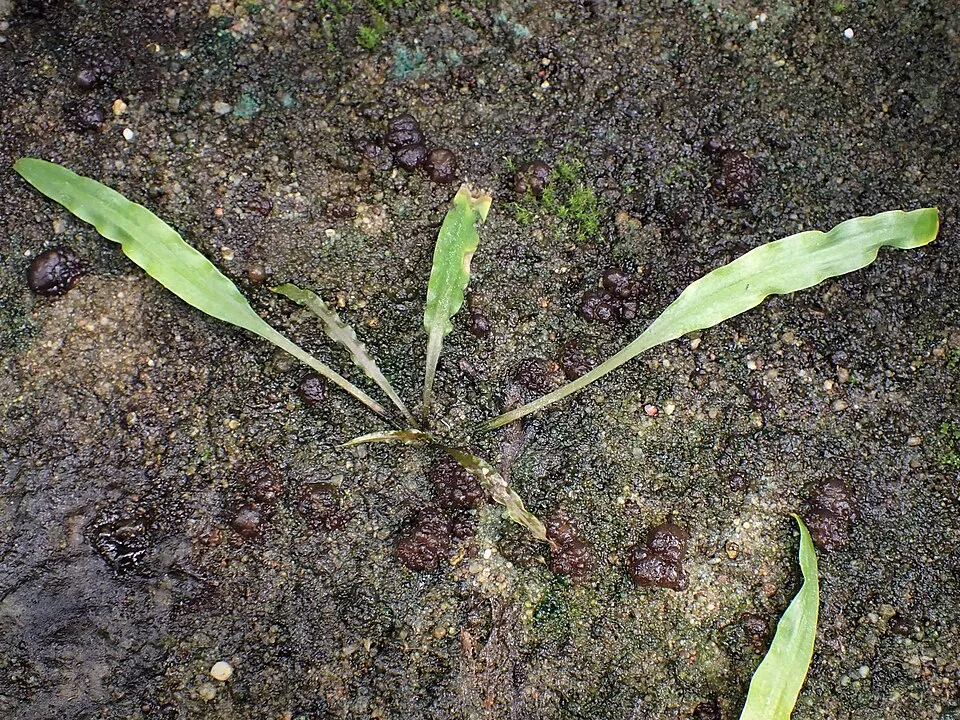 Cryptocoryne crispatula, Cryptocoryne crispatula