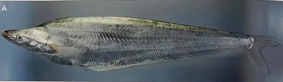 Cá trê thủy tinh Phalacronotus apogon, Phalacronotus apogon