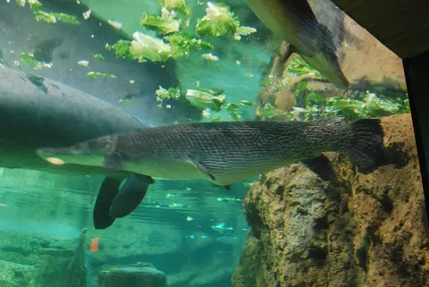 Ikan aligator