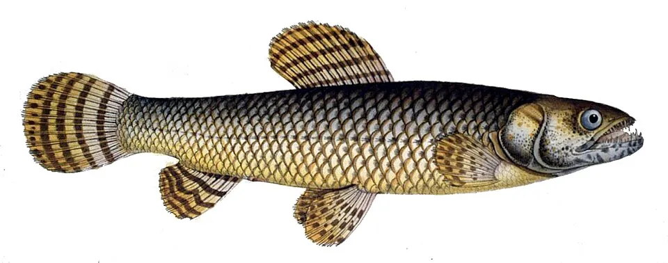 Hoplias malabaricus