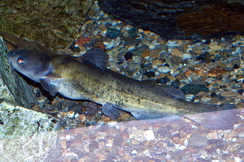 Gigi catfish Pseudobagrus nudiceps (=Syn. Tachysurus nudiceps) (Sauvage, 1883)