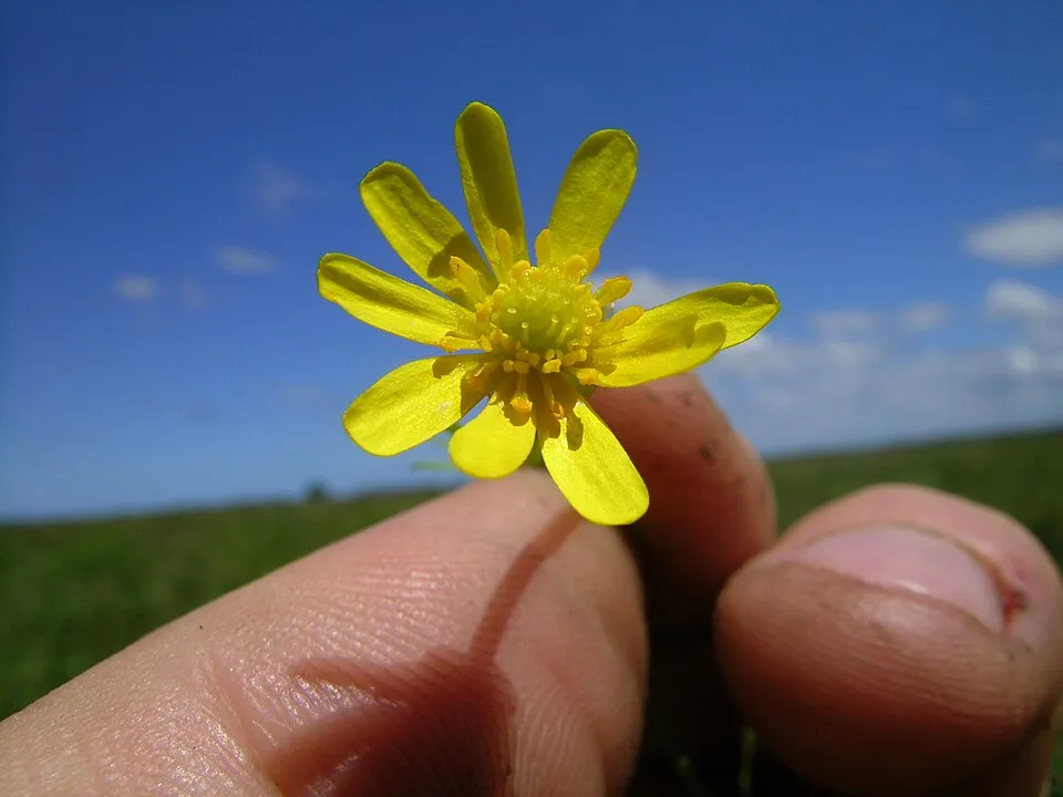 Native, perennial, emergent aquatic herb to 30 cm tall. Leaves are to 4 cm in diameter, circular in outline and deeply dissected into linear lobes. Flowers are solitary and to 1.5 cm diameter, with 5-
