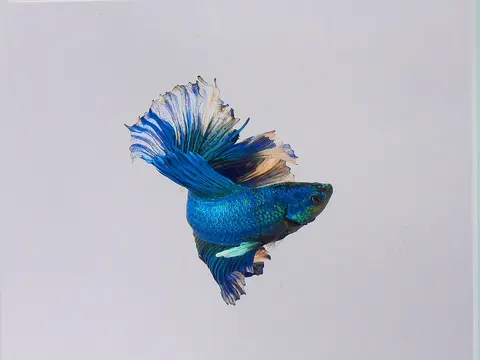 ปลากัดฮาล์ฟมูนตัวผู้ สีน้ำเงิน กางหาง พื้นหลังสว่าง