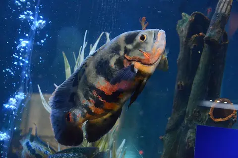 Oscar tiger merah hitam berenang dekat kayu driftwood