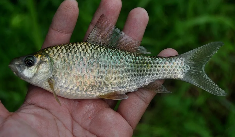 Hard-lipped Barb (Osteochilus hasseltii, syn. O. vittatus), 118 mm SL, From Tasikmalaya, West Java, Indonesia.