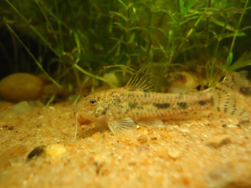 Cá chuột đốm sẫm, Aspidoras fuscoguttatus