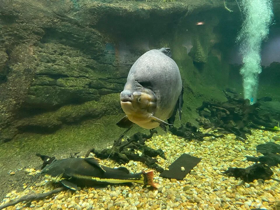 A black pacu and redtail catfish (bottom left) in their habitat at the Smithsonian National Zoo in Washington D.C.
