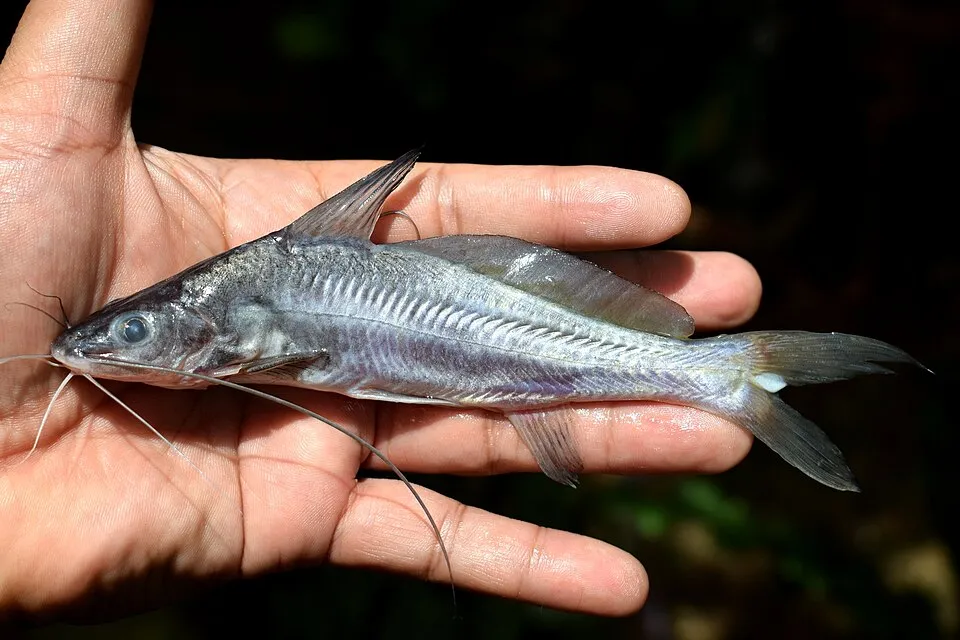 Mystus singaringan, male, 128mm SL; from Cihideung, a tributary of Cisadane River, Bogor, West Java, Indonesia.