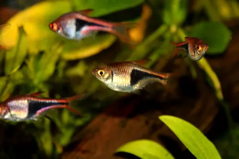 Sekelompok Rasbora Harlequin di akuarium tanaman dengan batu dan daun