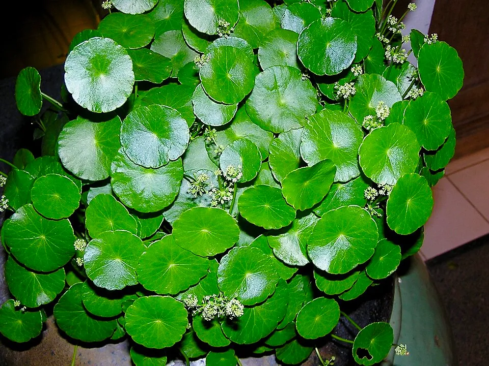 Hydrocotyle verticillata WHORLED PENNYWORT