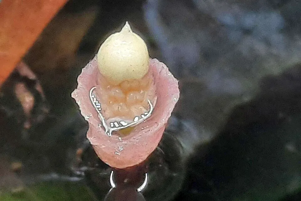Bucephalandra inflorescence, emersed, ex situ.