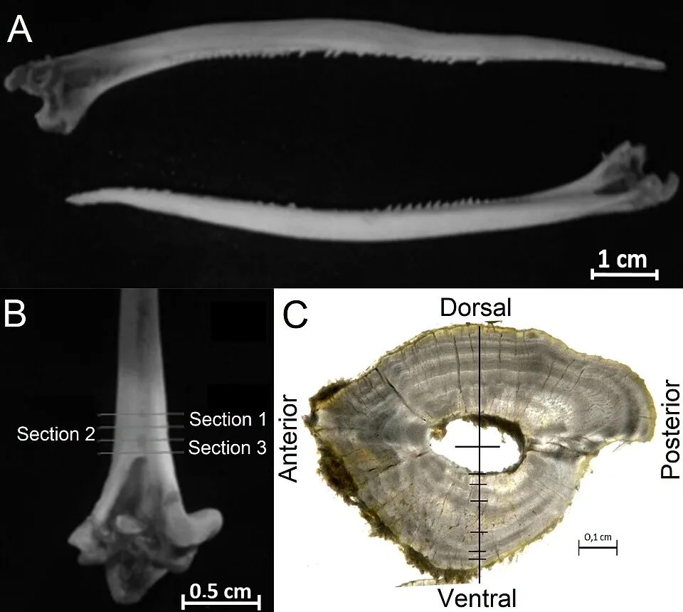A. Detail of a spine of Pseudoplatystoma corruscans in upper and lower views and B. detail of the proximal portion of the spine. Lines indicate the cuts positions. C. View of spine cut showing the ven