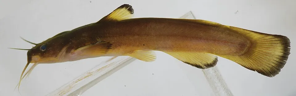 margined madtom, Noturus insignis, 117mm SL. Otter Point Creek, Bush River, Harford County, MD - 06/22/12. Caught by Maryland Biological Stream Survey (MBSS). Photo by Robert Aguilar, Smithsonian Envi