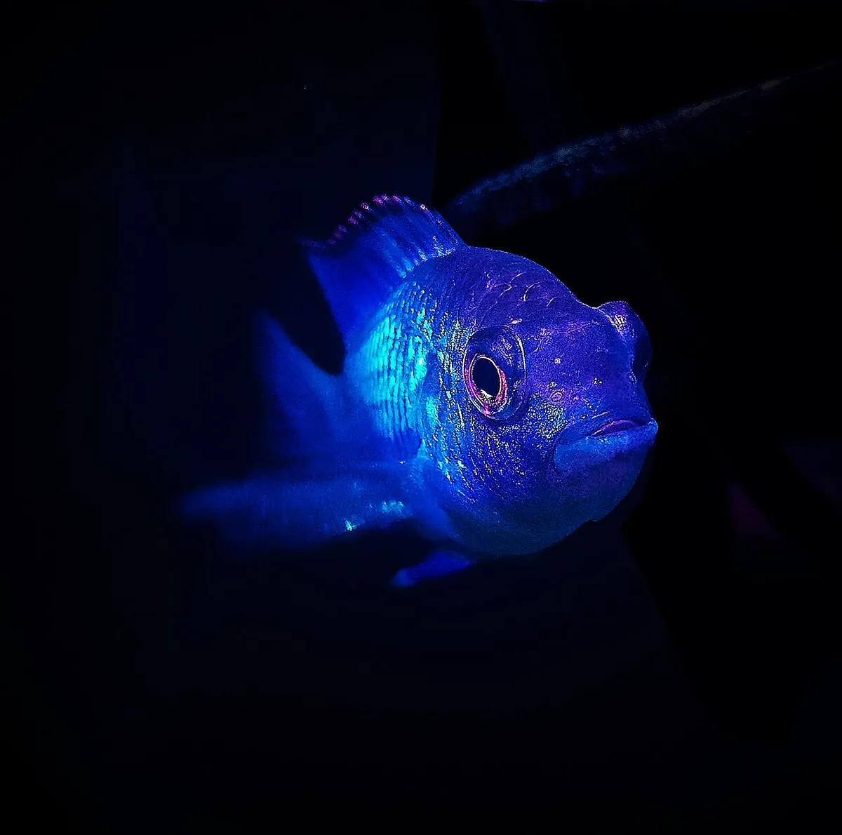 อิเล็กทริกบลูอาคาร่า (Electric blue acara)