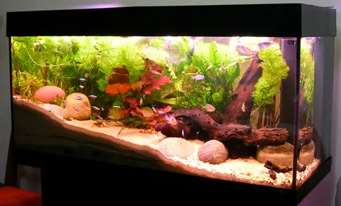 Akuarium besar (90 cm ke atas)