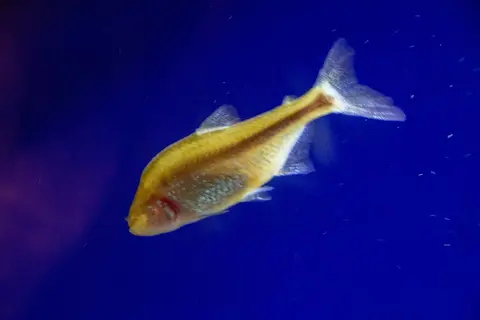 Blind Cave Tetra