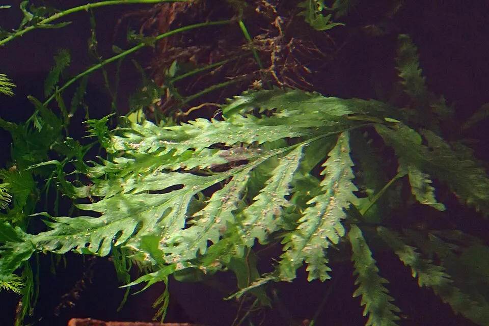 Bolbitis heudelotii in the Botanischer Garten, Berlin-Dahlem