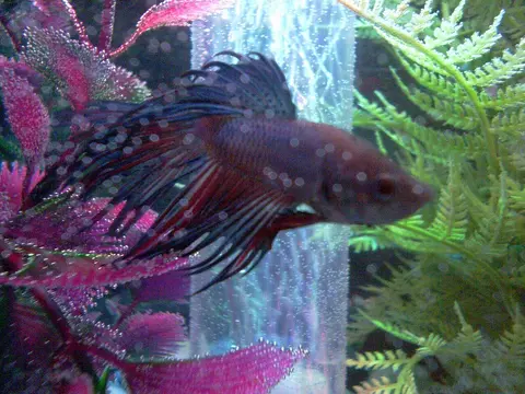 Cupang crowntail jantan berwarna gelap di akuarium bertanaman