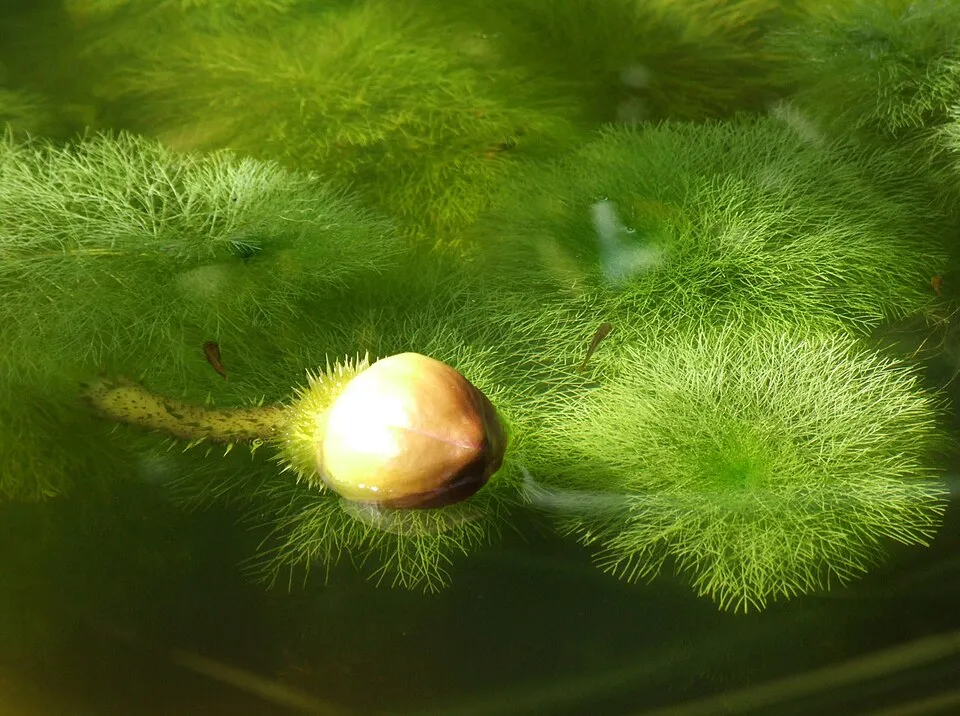 Cây Limnophila aquatica, Limnophila aquatica