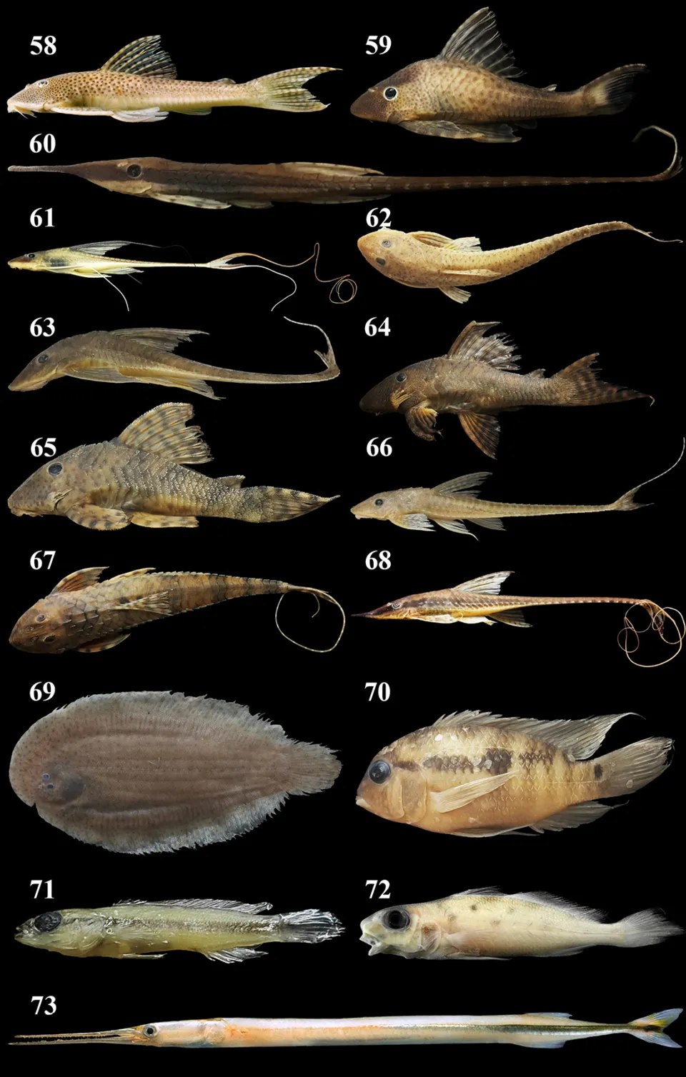 Cá lau kiếng Aphanotorulus unicolor, Aphanotorulus unicolor