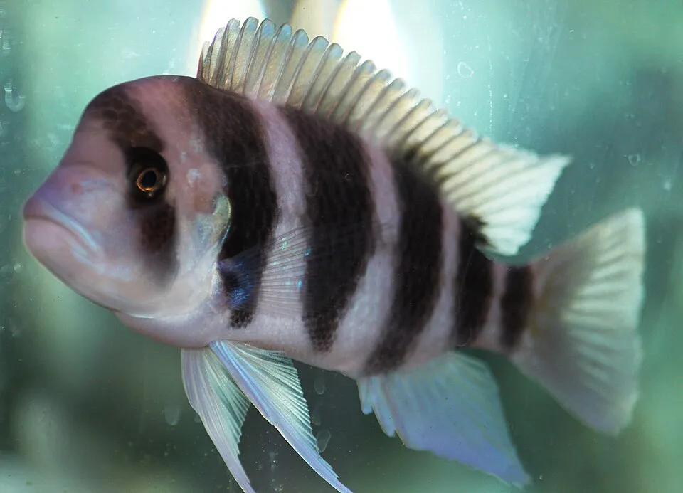 Male Frontosa Cichlid of 6 inches