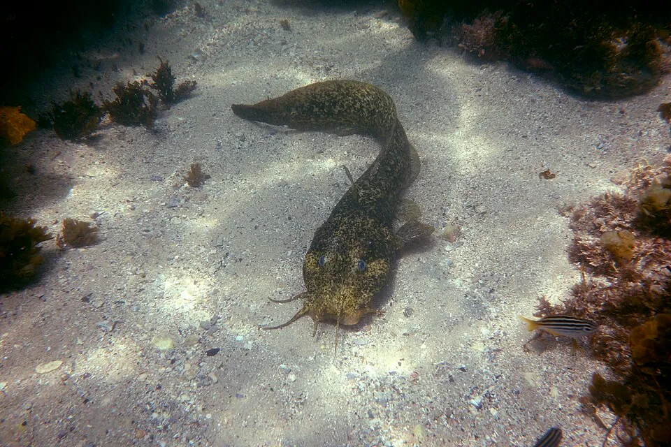 Estuary Catfish-Cnidoglanis macrocephalus