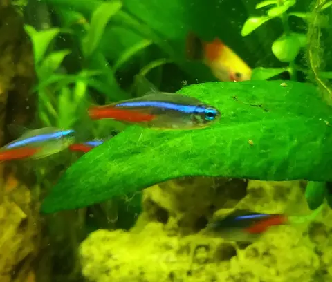 ปลานีออนว่ายข้างใบไม้สีเขียวในตู้ไม้น้ำ