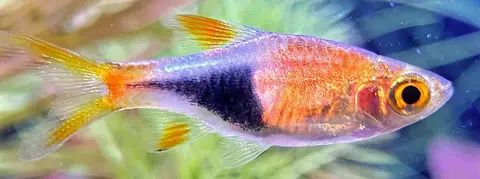 Rasbora Harlequin oranye keunguan yang cerah, close-up di akuarium