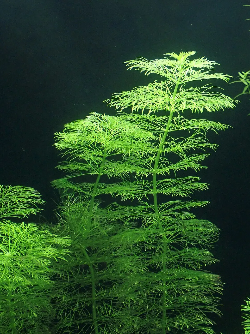 Limnophila aquatica in the Botanischer Garten, Berlin-Dahlem