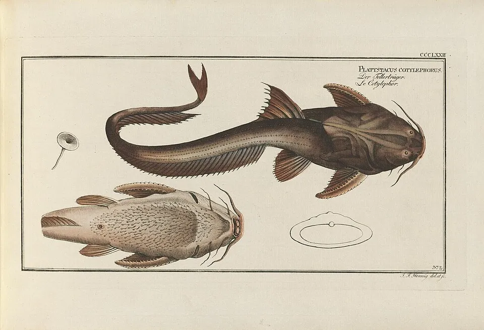 Cá trê banjo đuôi lươn, Platystacus cotylephorus