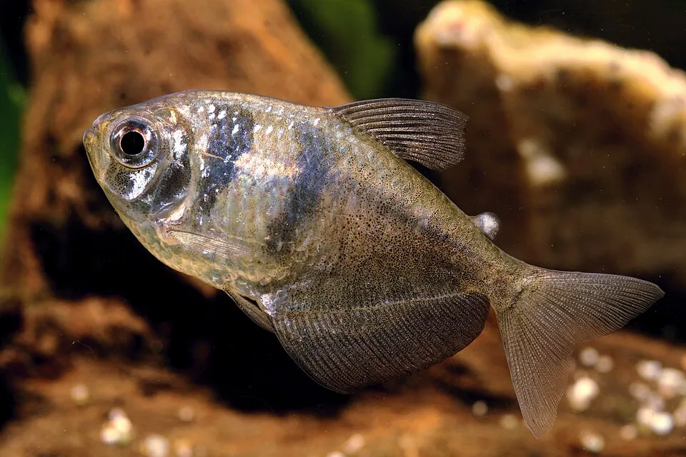 Cá tetra góa phụ đen, Gymnocorymbus ternetzi