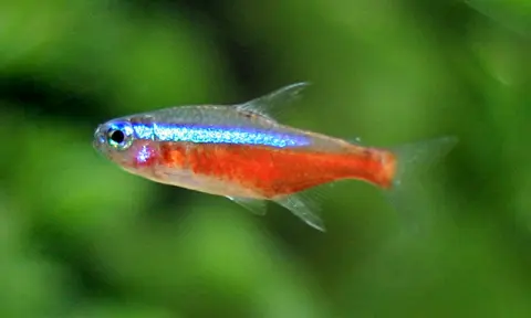 ปลาคาร์ดินัลเตตร้าโตเต็มวัยว่ายท่ามกลางพรรณไม้สีเขียวในตู้